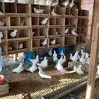 نعرض لكم حمام فرنسي وزاجل ازرق
