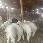رخال حريات مقنوي