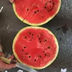 حبحب مصري درجه اولي