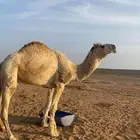 جمل رباع