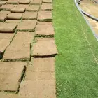 نجيله سي الفين