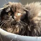 pure Scottish Fold Long hair kitten for SALE 300 sar