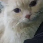 قط ذكر للتبني