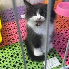 قطه شيرازي عمر شهرين ونص للبيع