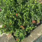 مشتل تنسيق الحد ايق