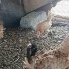 صوص بلدي للبيع