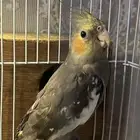 يوجد كروان ذكر