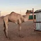 قليصه للبيع