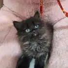 قطة شيرازي انثى للتبني