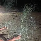 مورينجا عربى