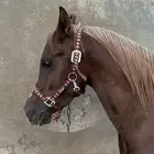 حصان اشقر مذهب