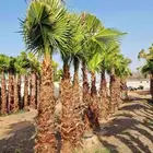 يوجد لدينا نخل عربي وزينه واشنطنيا زينه بجميع لمقاسات