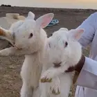 ارانب للبيع