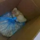 كتاكيت بط صيصان تبني