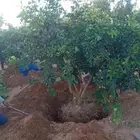 نخل ملوكي وشنطني جوز هند وحمضيات وزيتون وطلح مقاسات مختلفه
