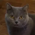 قططة معقمة الي يبيها يكلمني