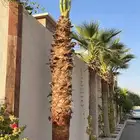 نخيل.للبيع.وتركيب.الشبوك