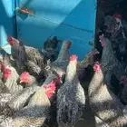 ديكه تركي 45ريال