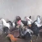 دجاج بلدي وديوك