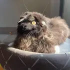Pure Scottish Fold kitten