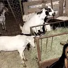 تيوس جنوبيه عقايق بلدي شرط