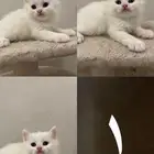 قطط صغيرة للبيع kitten