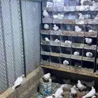 عشة حمام فرنسي للبيع عدد 26 جوز يزيد أو ينقص البيع جمله