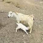 عنز والد مصريه معها تيس العمره اسبوعين وأمه سنها كبير