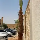 تخيل لبيع