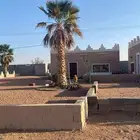 نخيل زينه امريكي