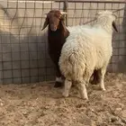 ذبايح نعيم   تابي و تمارا