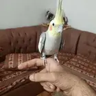 كروان أليف متكلم