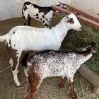 مثلث النقل الجماعي