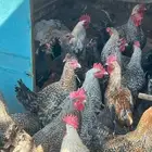 دجاج تركي حجم جامبو الكبير وديكه العدد47