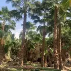 نخل واشنطني امريكي اصلي الرياض