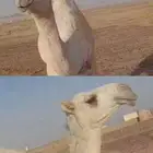 السويلم 111