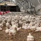 مشرف مزارع الدواجن خبره عاليه في هذا المجال 15سنه