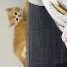 قطط ذكر و أنثى أعمارهم ثلاثة أشهر من أم سكوتش بريتش وأب سكوت