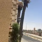 تكريب وتنظيف وشذاب نخل العربي ول واشنطونيا وتغيير