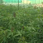 انوع الشتلات منجا