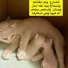 قطط للتبني بالخرج