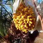 للبيع صيف نخل برني