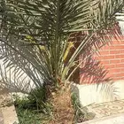 نخل للبيع
