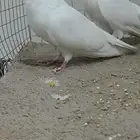 زوج صنعاني توب التوب منتج