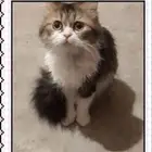 قطط للتبني