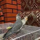جوز كروان اليف جدا جدا