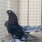 حمام جاوه