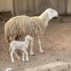 شاه خلفه صنف الصنف تم البيع