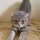 لتبني بسبب السفر