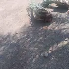 يوجدفسايل شيشي وغروخلاص علا150ريال